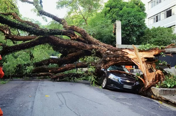 Remoção de árvore caída em Curitiba