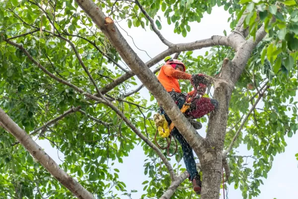 Poda de árvores Mercês Curitiba