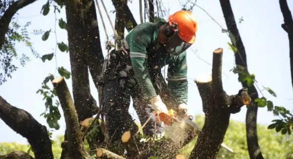 Empresa especializada em corte de árvores Curitiba