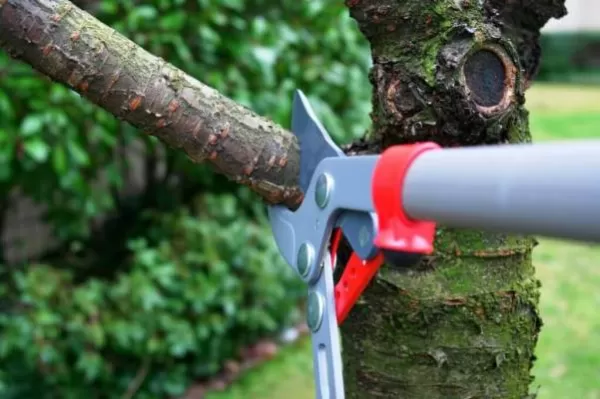 Profissional para poda de árvores em Curitiba