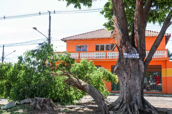 Documentação necessária para corte de árvores Curitiba